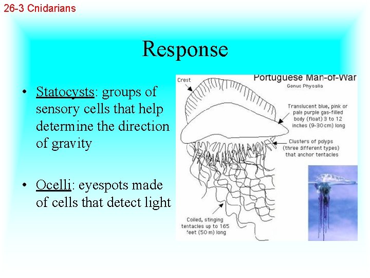 26 -3 Cnidarians Response • Statocysts: groups of sensory cells that help determine the