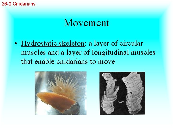 26 -3 Cnidarians Movement • Hydrostatic skeleton: a layer of circular muscles and a