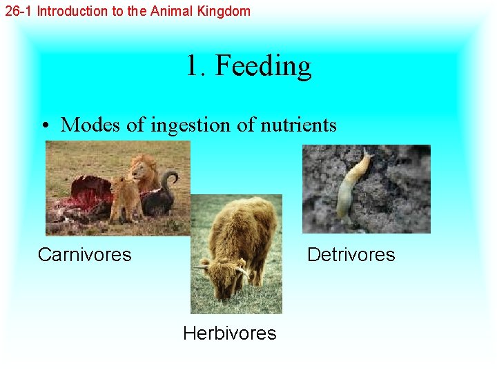 26 -1 Introduction to the Animal Kingdom 1. Feeding • Modes of ingestion of