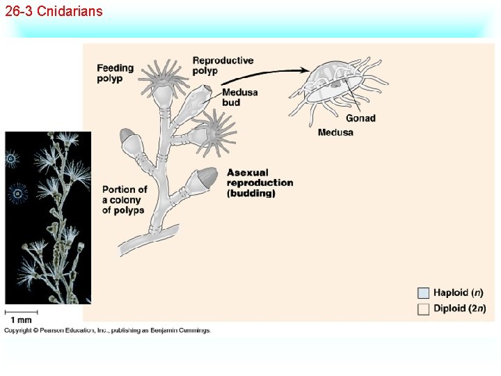 26 -3 Cnidarians 