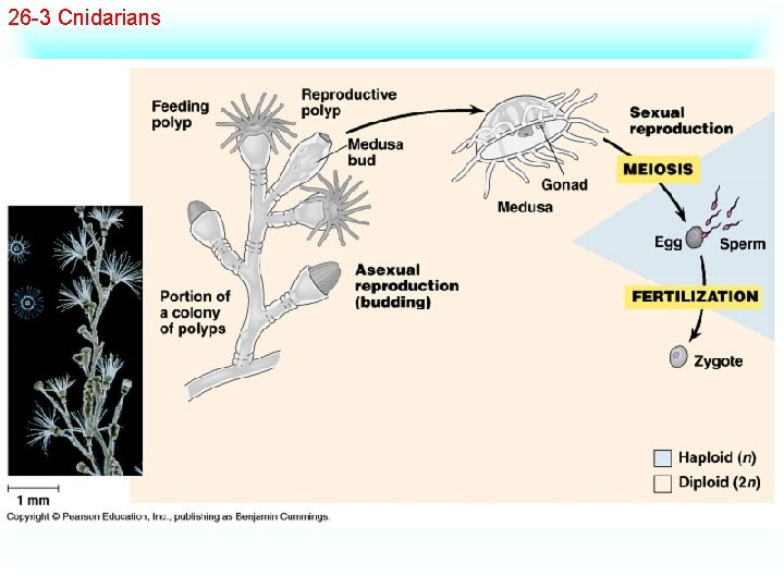 26 -3 Cnidarians 