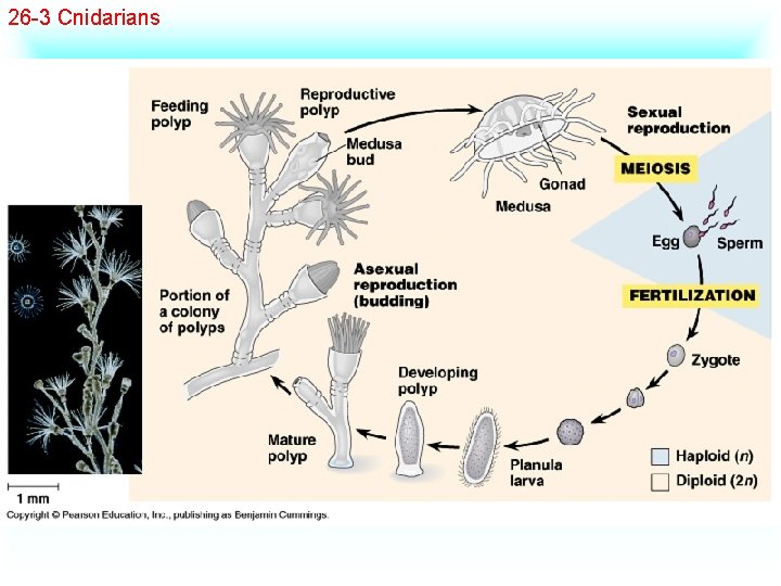 26 -3 Cnidarians 