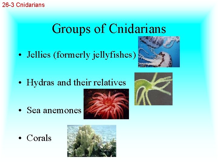 26 -3 Cnidarians Groups of Cnidarians • Jellies (formerly jellyfishes) • Hydras and their