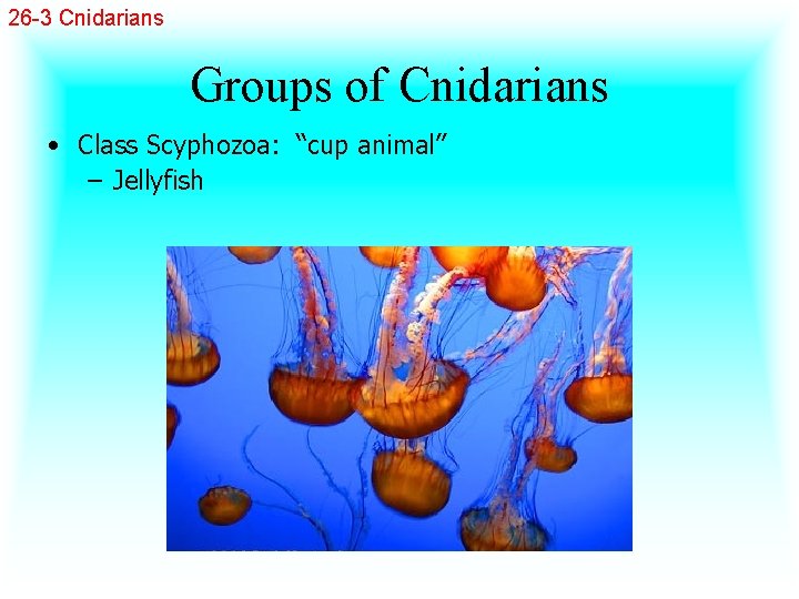 26 -3 Cnidarians Groups of Cnidarians • Class Scyphozoa: “cup animal” – Jellyfish 
