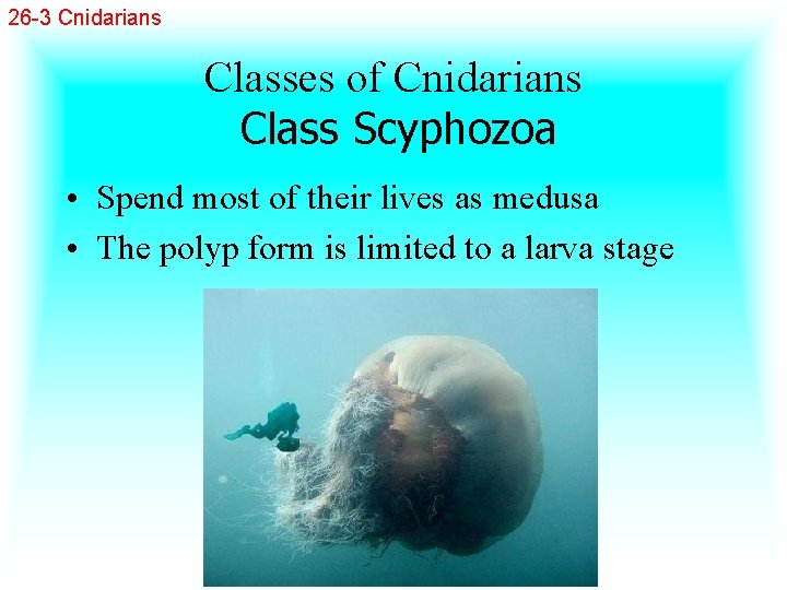 26 -3 Cnidarians Classes of Cnidarians Class Scyphozoa • Spend most of their lives