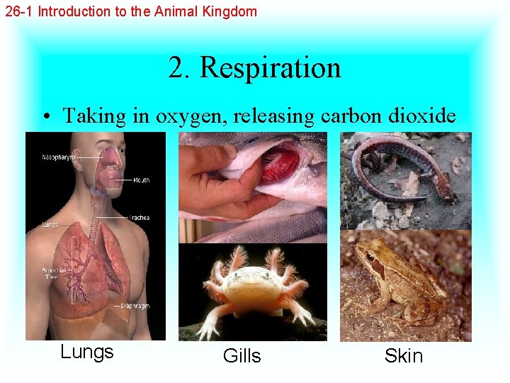 26 -1 Introduction to the Animal Kingdom 2. Respiration • Taking in oxygen, releasing