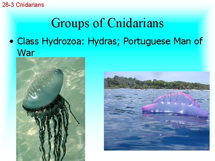 26 -3 Cnidarians Groups of Cnidarians • Class Hydrozoa: Hydras; Portuguese Man of War