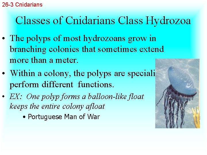 26 -3 Cnidarians Classes of Cnidarians Class Hydrozoa • The polyps of most hydrozoans