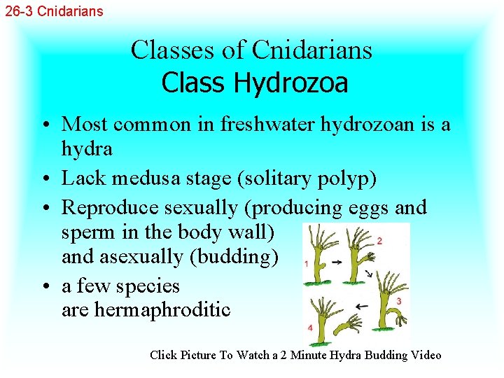 26 -3 Cnidarians Classes of Cnidarians Class Hydrozoa • Most common in freshwater hydrozoan