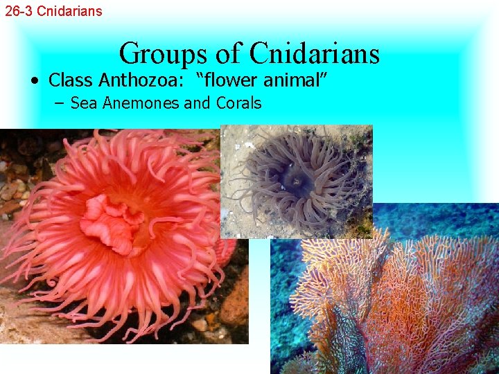 26 -3 Cnidarians Groups of Cnidarians • Class Anthozoa: “flower animal” – Sea Anemones