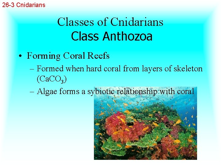 26 -3 Cnidarians Classes of Cnidarians Class Anthozoa • Forming Coral Reefs – Formed