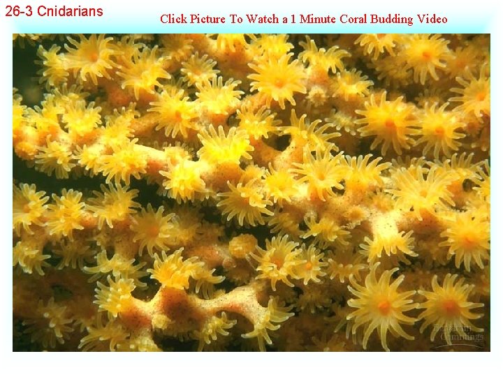 26 -3 Cnidarians Click Picture To Watch a 1 Minute Coral Budding Video 