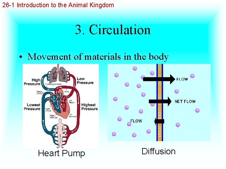 26 -1 Introduction to the Animal Kingdom 3. Circulation • Movement of materials in