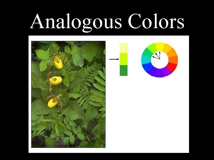 Analogous Colors 