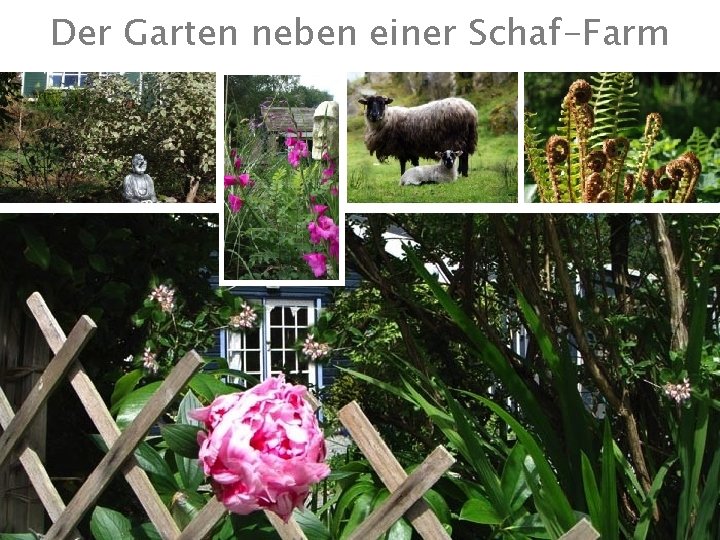 Der Garten neben einer Schaf-Farm Ai. DA Aromatherapy International : ||: Eliane Zimmermann :