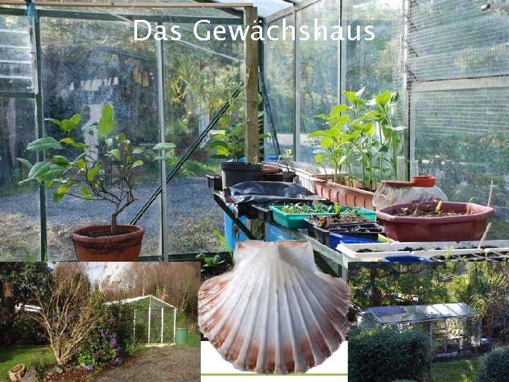 Das Gewächshaus Ai. DA Aromatherapy International : ||: Eliane Zimmermann : ||: http: //blog.