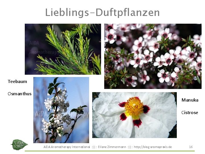 Lieblings-Duftpflanzen Teebaum Osmanthus Manuka Cistrose Ai. DA Aromatherapy International : ||: Eliane Zimmermann :