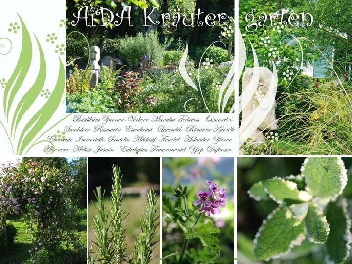 Origanum vulgare new herb garden Verbena bonariensis Coriandrum sativum Ai. DA Aromatherapy International : Origanum vulgare new herb garden Verbena bonariensis Coriandrum sativum Ai. DA Aromatherapy International :