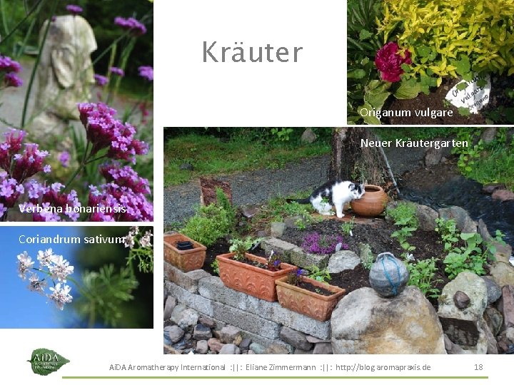 Kräuter Origanum vulgare Neuer Kräutergarten Verbena bonariensis Coriandrum sativum Ai. DA Aromatherapy International : Kräuter Origanum vulgare Neuer Kräutergarten Verbena bonariensis Coriandrum sativum Ai. DA Aromatherapy International :