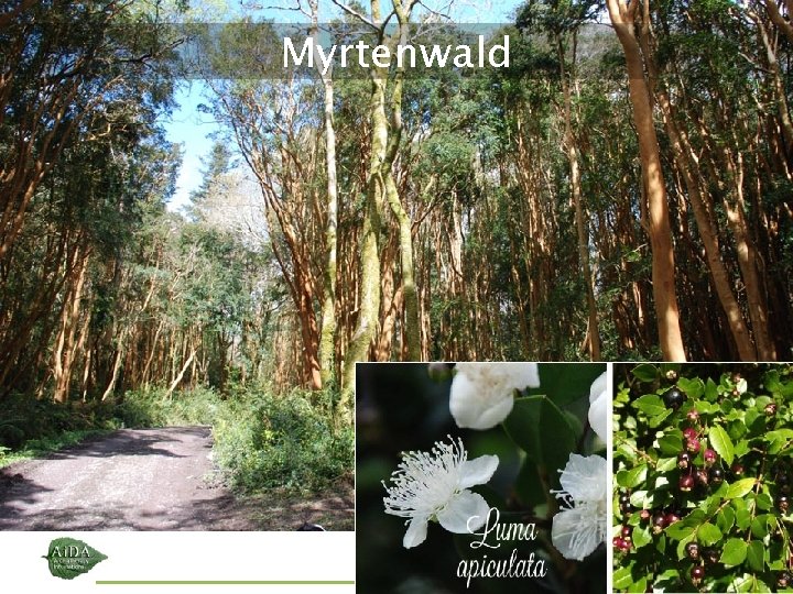 Myrtenwald Ai. DA Aromatherapy International : ||: Eliane Zimmermann : ||: http: //blog. aromapraxis. Myrtenwald Ai. DA Aromatherapy International : ||: Eliane Zimmermann : ||: http: //blog. aromapraxis.