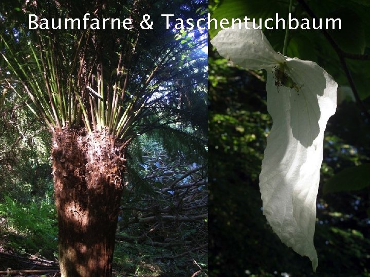 Baumfarne & Taschentuchbaum Ai. DA Aromatherapy International : ||: Eliane Zimmermann : ||: http: