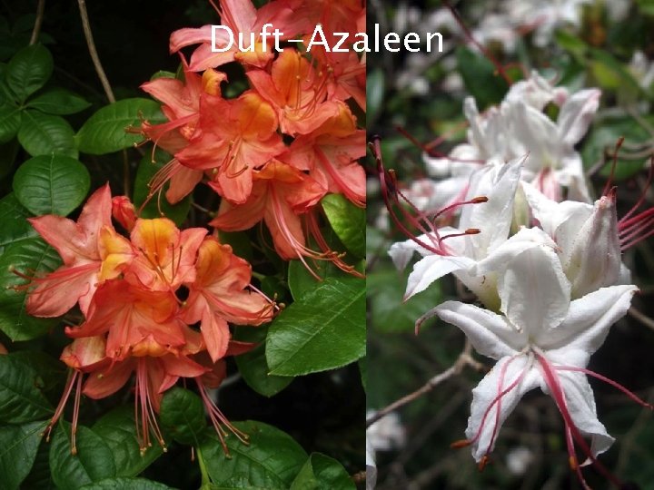 Duft-Azaleen Ai. DA Aromatherapy International : ||: Eliane Zimmermann : ||: http: //blog. aromapraxis. Duft-Azaleen Ai. DA Aromatherapy International : ||: Eliane Zimmermann : ||: http: //blog. aromapraxis.
