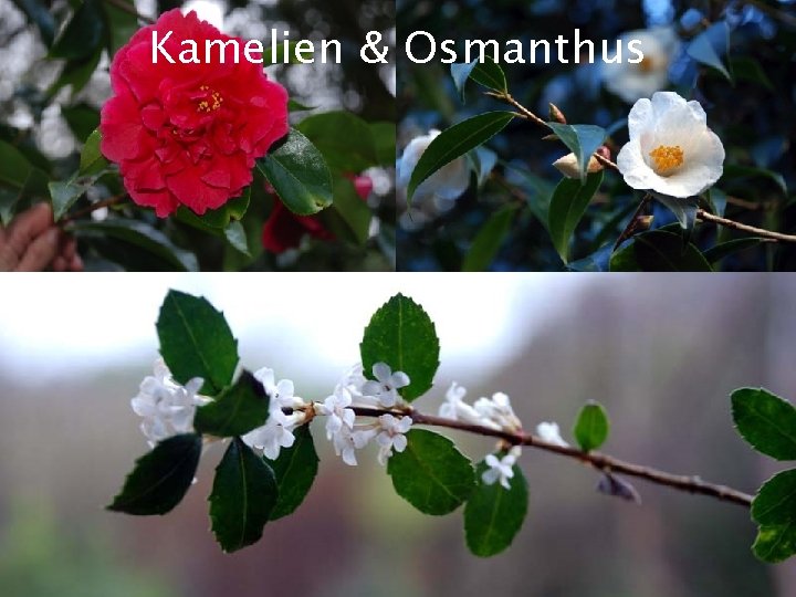 Kamelien & Osmanthus Ai. DA Aromatherapy International : ||: Eliane Zimmermann : ||: http: Kamelien & Osmanthus Ai. DA Aromatherapy International : ||: Eliane Zimmermann : ||: http: