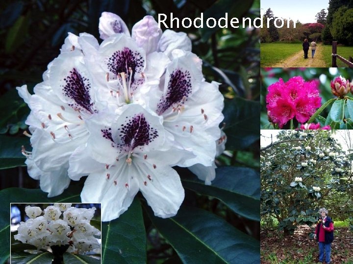 Rhododendron Ai. DA Aromatherapy International : ||: Eliane Zimmermann : ||: http: //blog. aromapraxis.