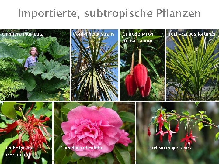 Importierte, subtropische Pflanzen Gunnera manicata Embothrium coccineum Cordyline australis Camellia reticulata Crinodendron hookerianum Trachycarpus Importierte, subtropische Pflanzen Gunnera manicata Embothrium coccineum Cordyline australis Camellia reticulata Crinodendron hookerianum Trachycarpus