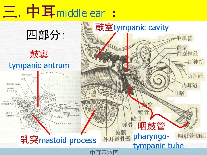 三. 中耳middle ear ： 四部分: 鼓室tympanic cavity 鼓窦 tympanic antrum 咽鼓管 乳突mastoid process 中耳示意图