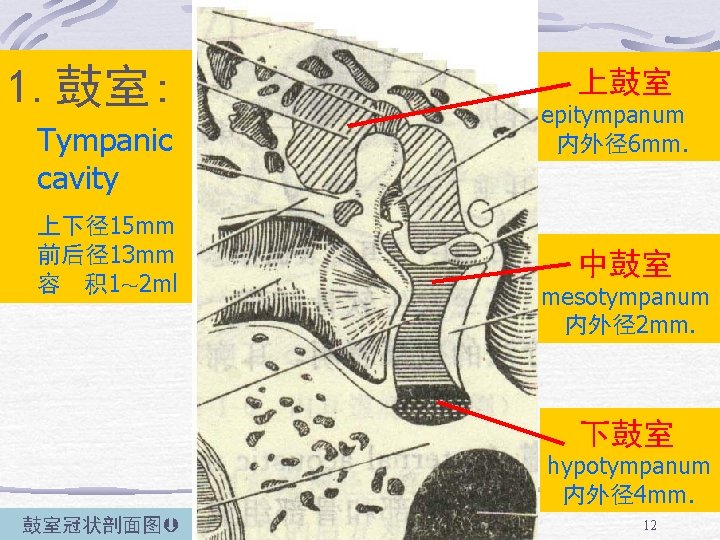 1. 鼓室: Tympanic cavity 上下径15 mm 前后径13 mm 容 积 1～ 2 ml 分三部：