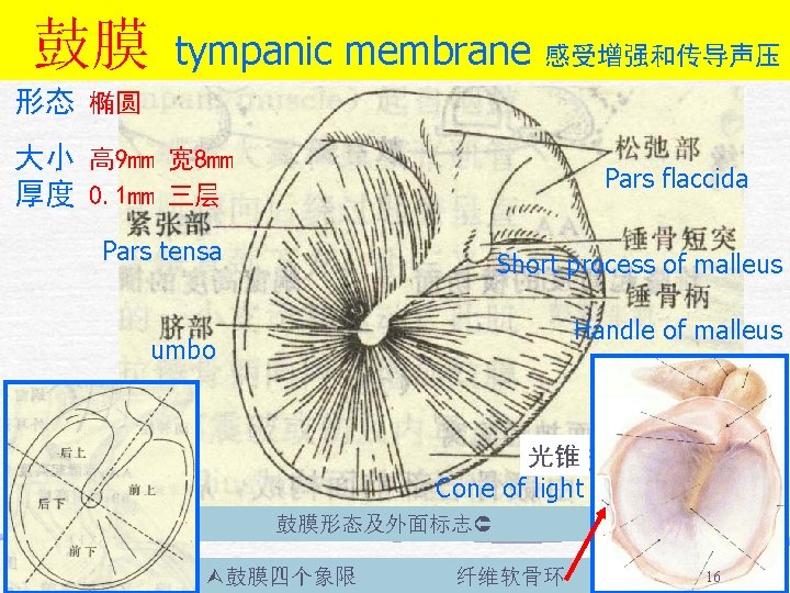 鼓膜 tympanic membrane 感受增强和传导声压 形态 椭圆 大小 高 9 mm 宽 8 mm 厚度