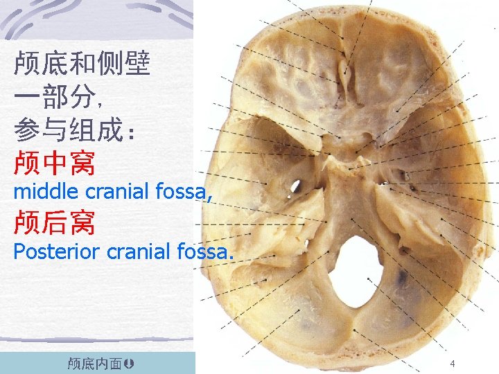 颅底和侧壁 一部分, 参与组成： 颅中窝 middle cranial fossa, 颅后窝 Posterior cranial fossa. 颅底内面 4 