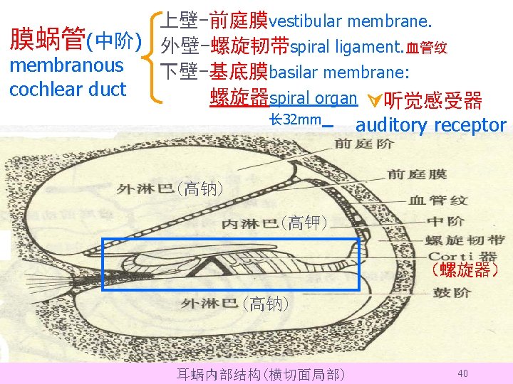 上壁-前庭膜vestibular membrane. 膜蜗管(中阶) 外壁-螺旋韧带spiral ligament. 血管纹 membranous 下壁-基底膜basilar membrane: cochlear duct 螺旋器spiral organ 听觉感受器