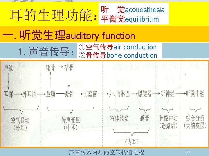 听 觉acouesthesia 平衡觉equilibrium 耳的生理功能： 一. 听觉生理auditory function ①空气传导air conduction 1. 声音传导：②骨传导bone conduction 声音传入内耳的空气传道过程 44