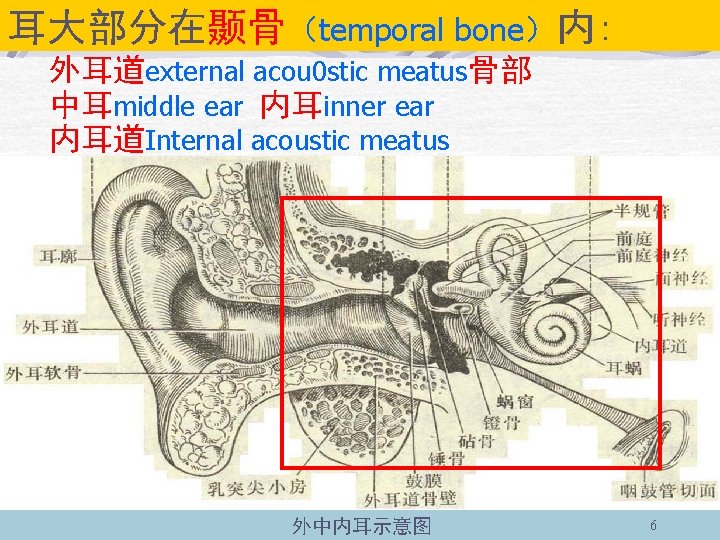 耳大部分在颞骨（temporal bone）内: 外耳道external acou 0 stic meatus骨部 中耳middle ear 内耳inner ear 内耳道Internal acoustic meatus