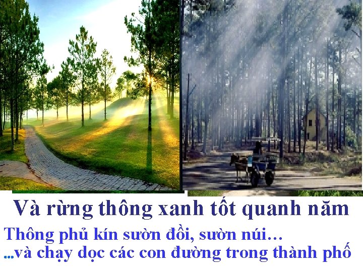 Và rừng thông xanh tốt quanh năm Thông phủ kín sườn đồi, sườn núi…