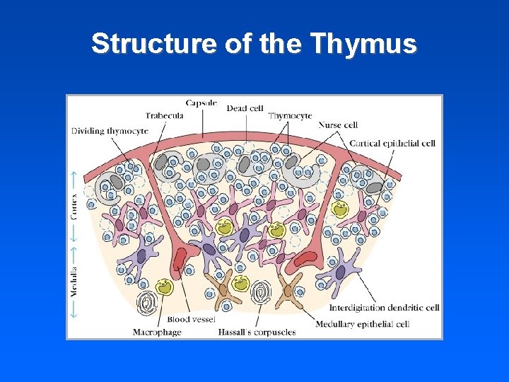 Structure of the Thymus 