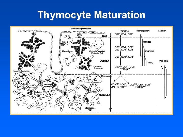 Thymocyte Maturation 