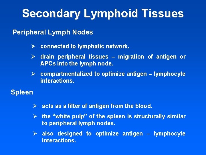 Secondary Lymphoid Tissues Peripheral Lymph Nodes Ø connected to lymphatic network. Ø drain peripheral