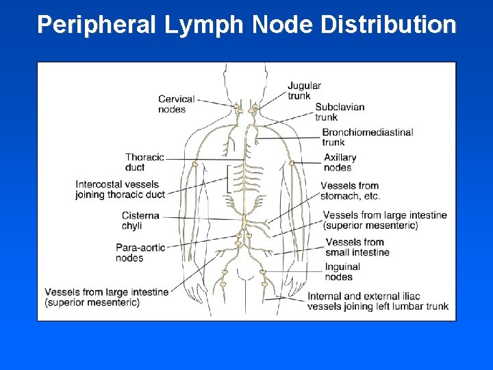 Peripheral Lymph Node Distribution 