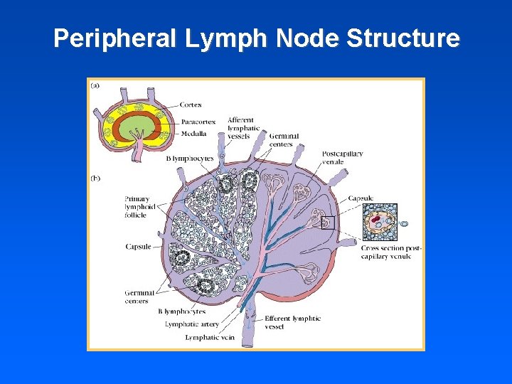 Peripheral Lymph Node Structure 