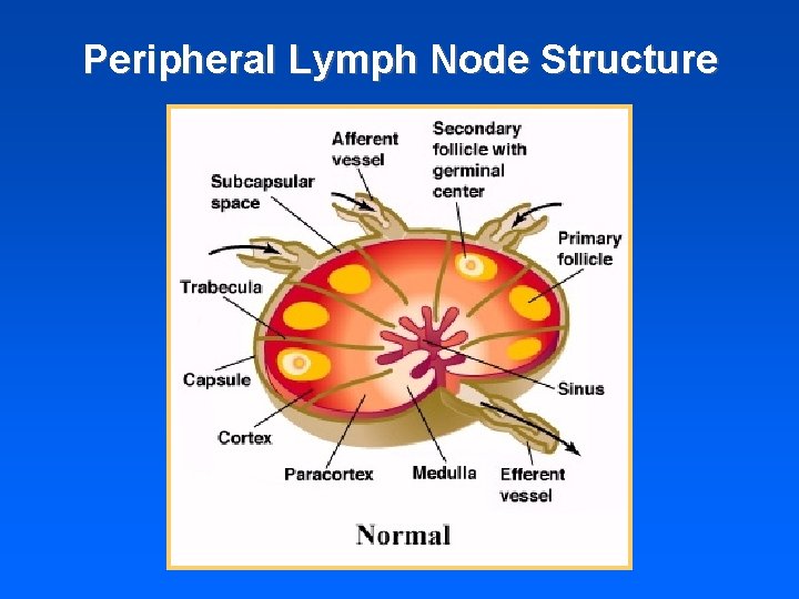 Peripheral Lymph Node Structure 