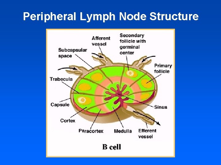 Peripheral Lymph Node Structure 