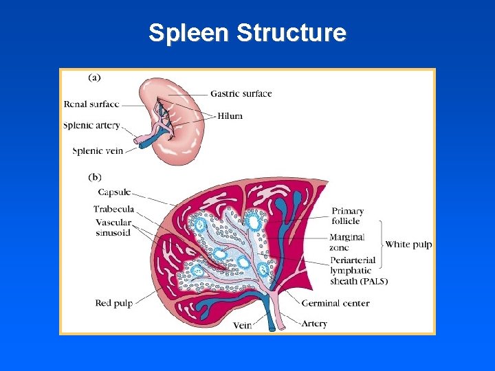 Spleen Structure 