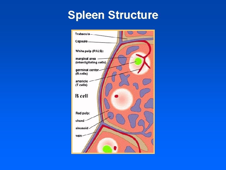 Spleen Structure 