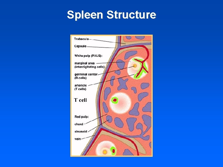 Spleen Structure 