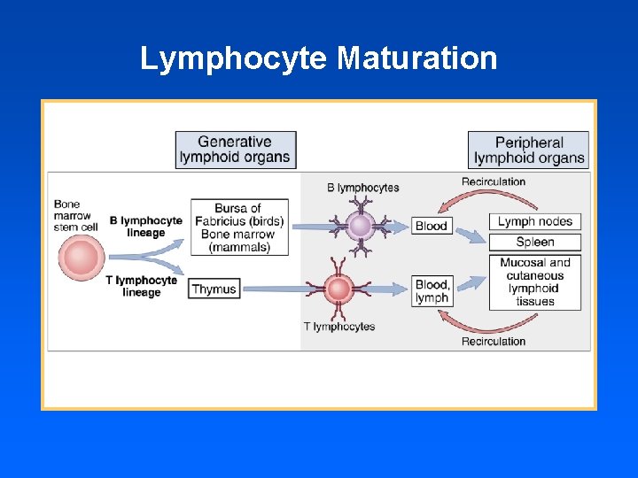 Lymphocyte Maturation 