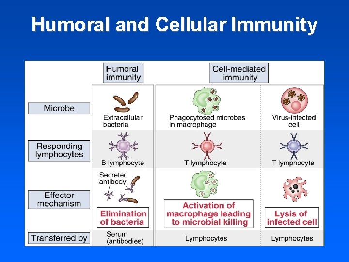 Humoral and Cellular Immunity 