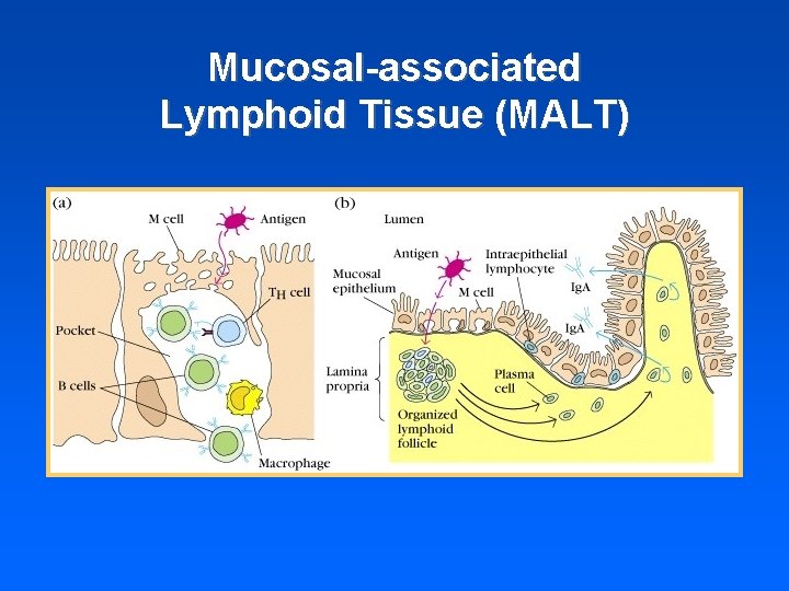 Mucosal-associated Lymphoid Tissue (MALT) 